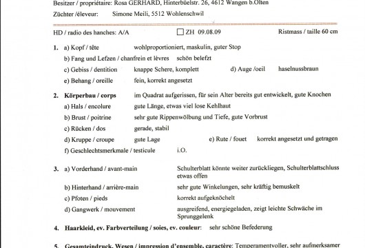 <b>Körausweis; Certificat de séléction</b> Ami Cicco du Tourbillon blanc