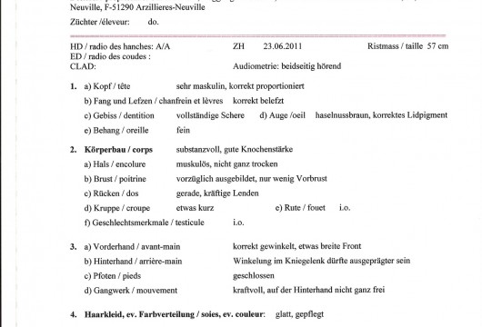 <b>Körausweis; Certificat de séléction</b> Braco du Tourbillon blanc